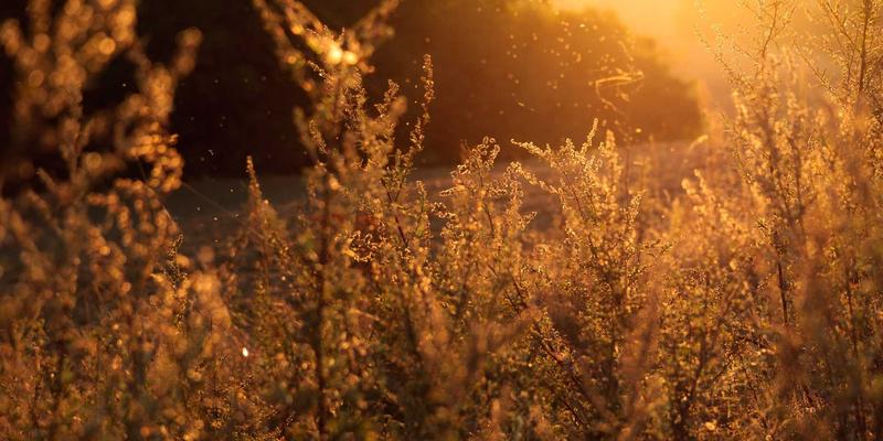 从咖啡豆到杯中艺术：全面解析咖啡器具与咖啡豆的完美搭配法则