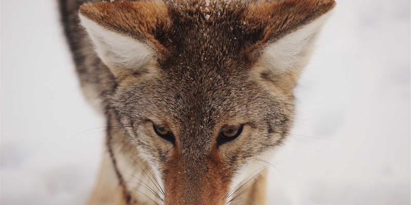 咖啡62°C：解锁手冲咖啡的黄金温度与艺术